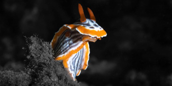 10 BOAT DIVES WITH B&J ON TIOMAN (TRANSFERRABLE)