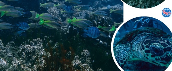 FUN DIVES - DELUXE ROOM