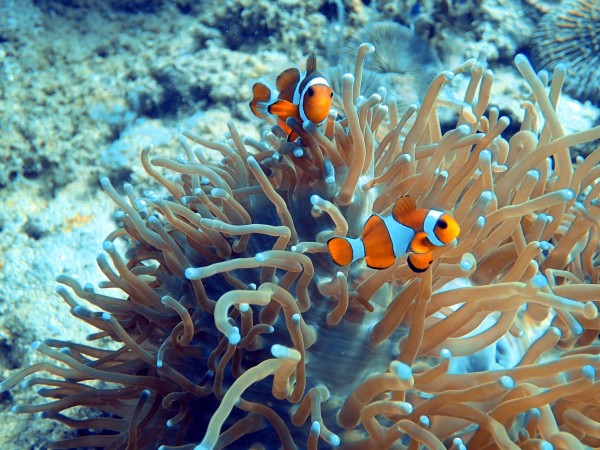 SSI OPEN WATER DIVE COURSE + FUN DIVE COMBO