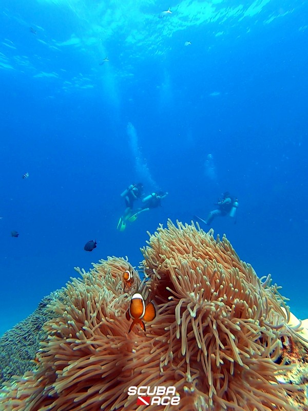 10 Dive Package @ Tekek, Tioman Island