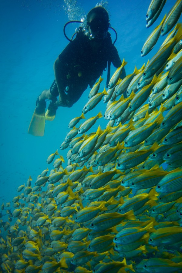 4 days 3 nights PADI Open Water Diver Course