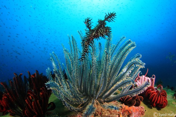 8 Dives (4 days) Day Trip Package