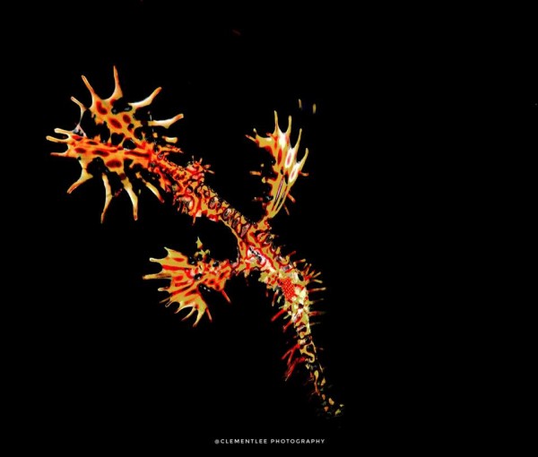 Trio Dives at Tunku Abdul Rahman Park (9 dives)