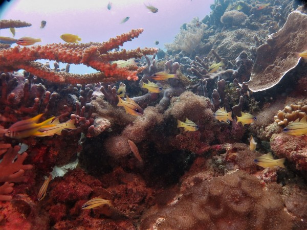 3 Days - Dives Sepanggar Island (9 dives)