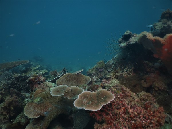 Trio Dives Sepanggar Island (9 dives)