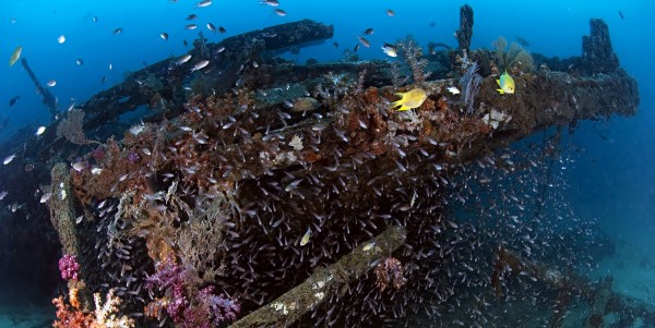 3D2N PADI Wreck Diver Specialty course on Tioman Island