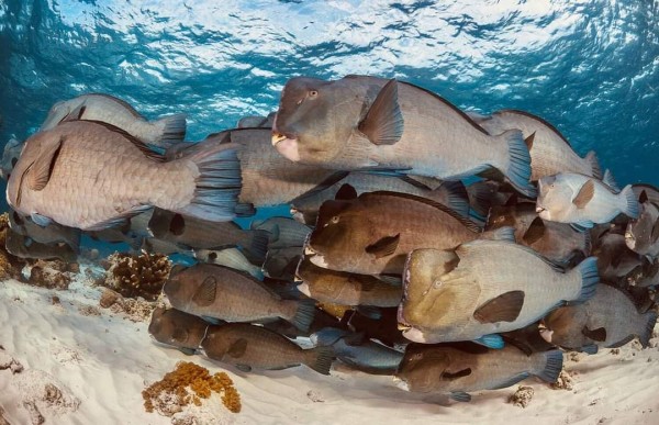 MABUL SIPADAN DIVE PACKAGE 5 days 4 nights