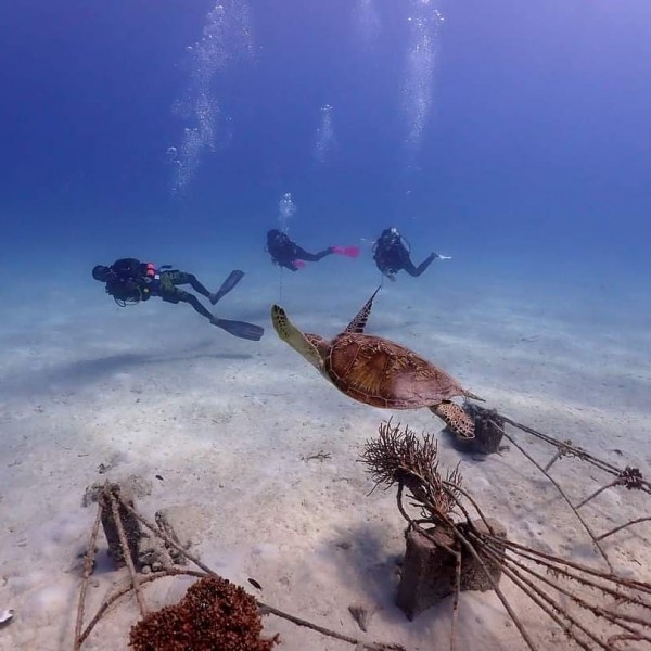 MABUL KAPALAI DIVE PACKAGE 4 days 3 nights | Scuba Buddy