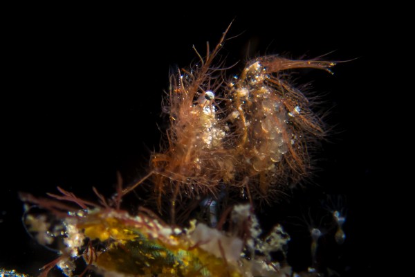 Selakan Underwater Macro Photography Dive Package