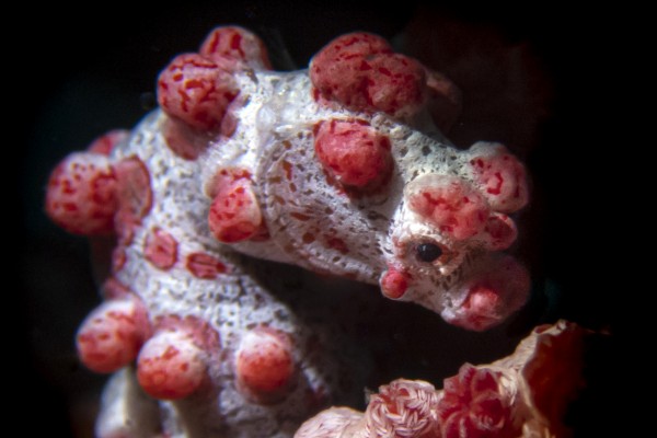 Selakan Olympus TG Shoot Out With Ipah UID